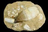 Rooted Mosasaur (Prognathodon) Tooth - Morocco #150165-2
